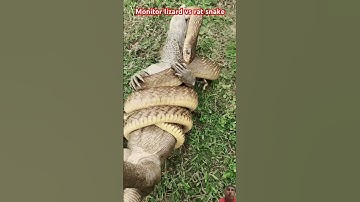 Monitor lizard vs rat snake/#shorts/#snake/#ytshorts/ #reptiles/🐊vs 🐍