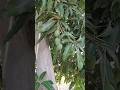 फळांचा राजा आंबा 🥭🥭🥭 My Home Mango Tree #viralshorts #mango #trandingshorts