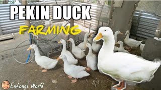 PEKIN DUCK FARMING:  Fast growing ducks after 3 Months | Entongs World