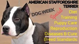 American Staffordshire Terrier Dog & Puppies by Nadia Pets Global 17 views 2 years ago 12 minutes, 5 seconds