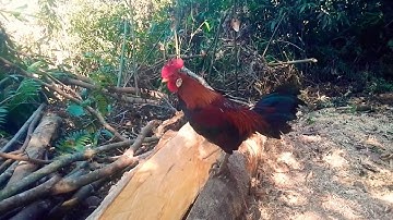 saib qaib dib dawb ntsej