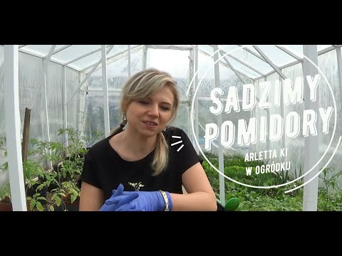 Wideo: Korzystne dni sadzenia pomidorów w maju 2020 r