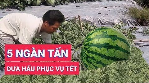 Gần 5 ngàn tấn dưa hấu tết phục vụ thị trường tết