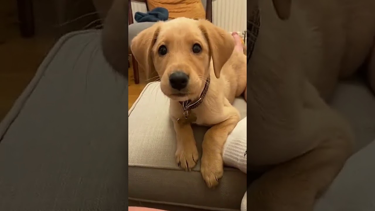 Get Tagged and Receive a Cute Puppy! 