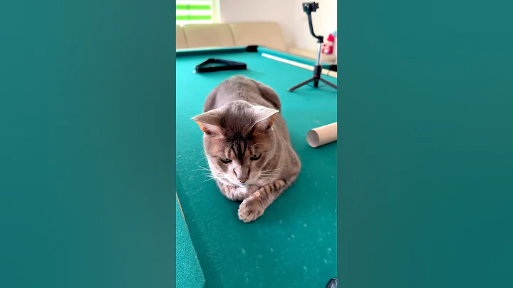 Video 11724371: tiger, cat cute funny