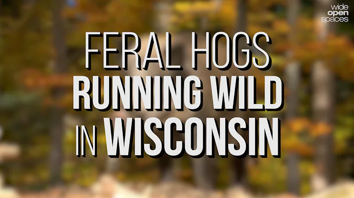 Feral Hogs Running Wild in Wisconsin -- WIDE OPEN SPACES