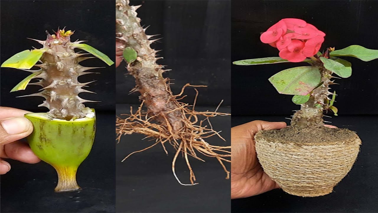 TruBlu Supply One 6 inch + Stem Cutting - Red Crown of Thorns Christ Plant - Euphorbia Milii - Live Succulent Plant, Crownt