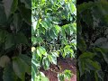 Hermosa plantilla #cafe #campomexicano #agricultura #naturaleza #nature #sabiadocampo
