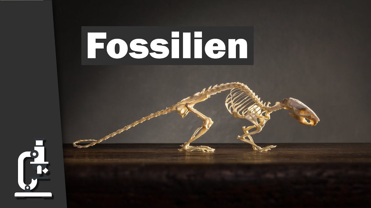 Fossilien Evolution Ein Kritisches Lehrbuch Dr Reinhard Junker Youtube