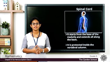 Grade 5 General Science Chapter 8 Class 2 Spinal cord, nerves and nervous system works
