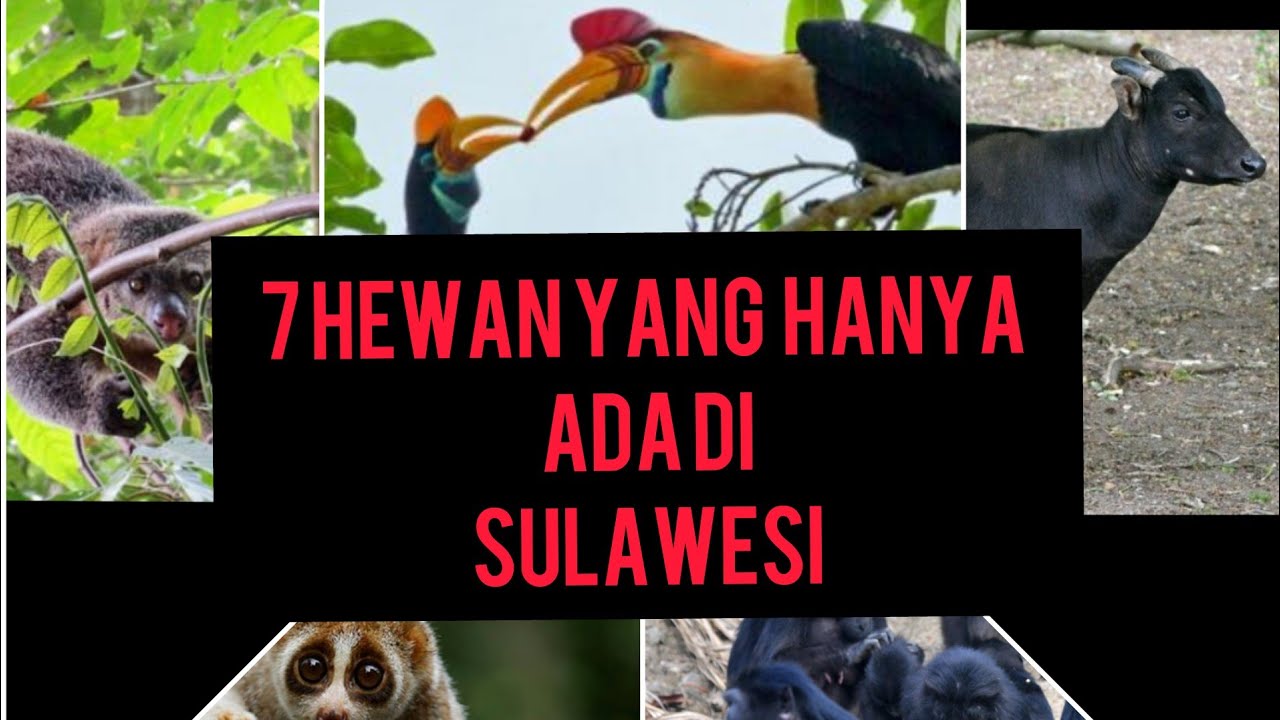 7 Hewan  khas Sulawesi  dan beberapa Hanya Ada di  SULAWESI  