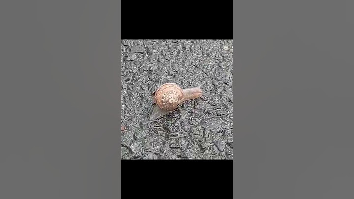 Mon Escargot Roger le Youtubeur 😂🤪 #escargot #escargots #youtubeur #tiktok