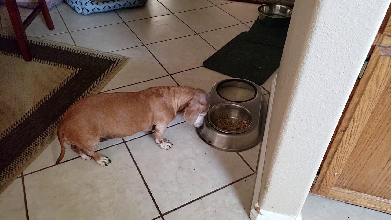 Union Dog walks off set YouTube