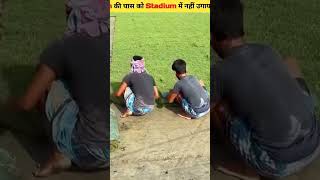 Where is grass grown in cricket stadium?.......#CricketFacts#StadiumSecrets#TurfTalk