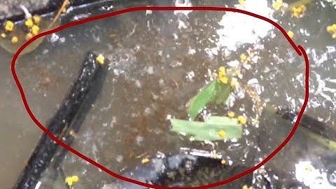 Câu cá lóc bằng vịt con, bầy khói lửa quá hấp dẫn cận cảnh