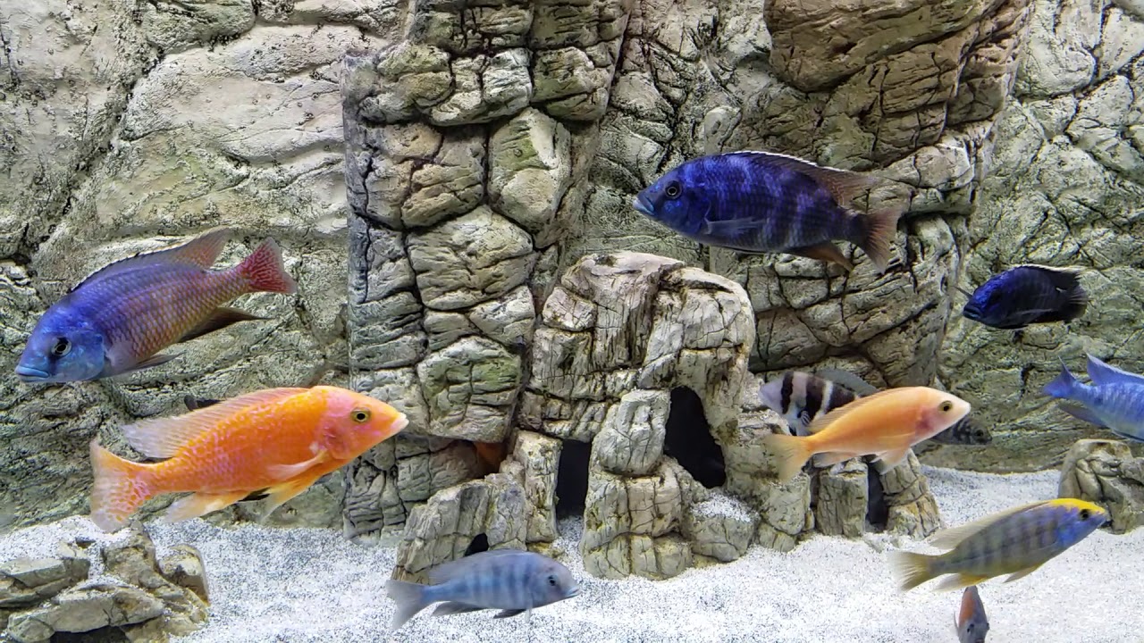 Budget LED lights HELP!!! (beamworks )