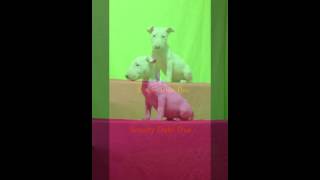 Satılık Bull Terrier Dişi Yavrumuz