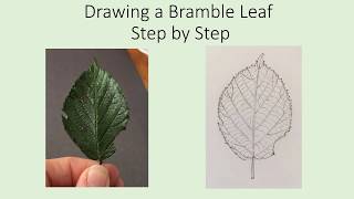 Drawing an Ivy leaf - Step by Step 