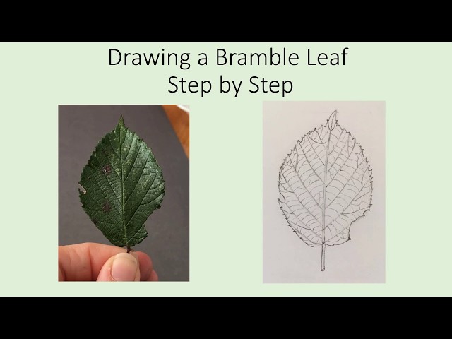 Drawing an Ivy leaf - Step by Step 