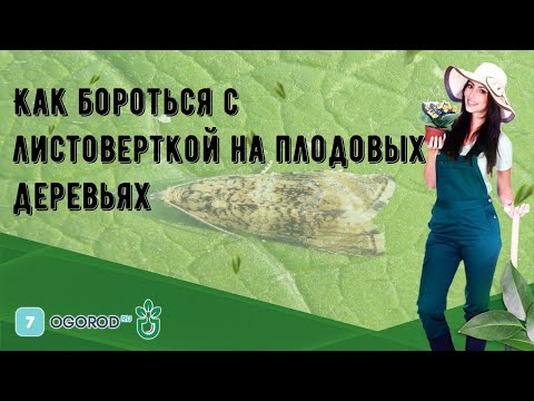 Видео: Борьба с листоверткой - Как лечить растения, пораженные листоверткой