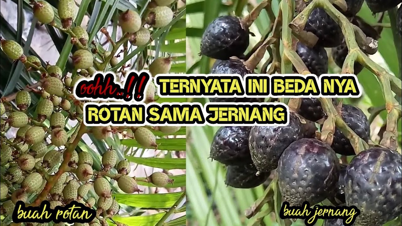 Perbedaan antara buah jernang dengan buah rotan YouTube