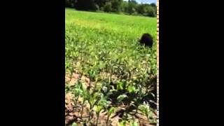 WI Lumberjack rescues BLACK BEAR with milk can stuck on head