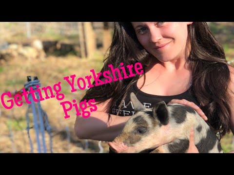 Getting Yorkshire Pigs FIRST TIME