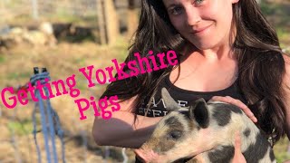 Homesteading: Getting Yorkshire Pigs FIRST TIME Yorkshire Pigs Everything You Need To Know
