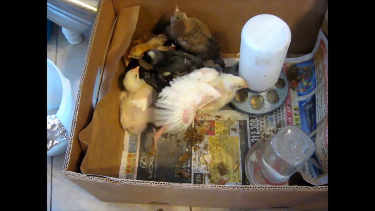 Baby chickens in the house YouTube