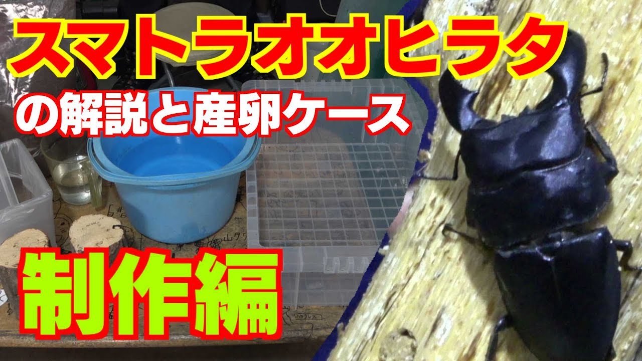 スマトラオオヒラタの産卵ケース制作