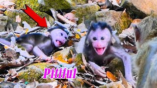 Pitiful of Newborn Monkey is Crying Loudly | Cute Baby monkey SR