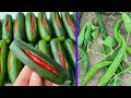 طريقة عبقرية لزراعة الخيار والقثاء اسرع خضار في العالم 25 يوم وتأكل منه طريقة عبقرية لزراعة الخيار والقثاء اسرع خضار في العالم 25 يوم وتأكل منه