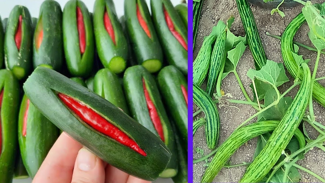 طريقة عبقرية لزراعة الخيار والقثاء 👍🥒اسرع خضار في العالم 25 يوم وتأكل منه💯