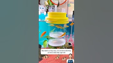 Hộp cách ly hai lớp cho cá nhỏ giúp cá an toàn và phát triển tốt #aquatic #shorts