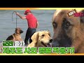[TV 동물농장 레전드] ’군견 올가의 제대 후 사회 적응기!’ 풀버전 다시보기 I TV동물농장 (Animal Farm) | SBS Story