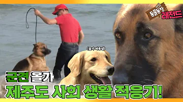 울가 울가