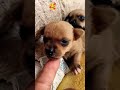Puppy❤️sound #shorts #puppy #dog @naxBiggio74MEF3