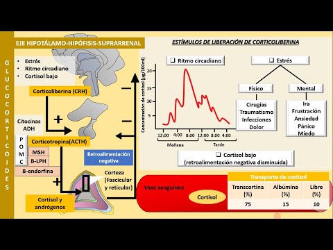 Video: ¿Los mineralocorticoides y los glucocorticoides son lo mismo?