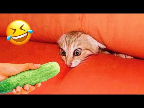 Funniest Animals 2023 😹 Best Funny Cats and Dogs Videos 😂🐶 Part 14