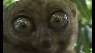 HypnoLemur
