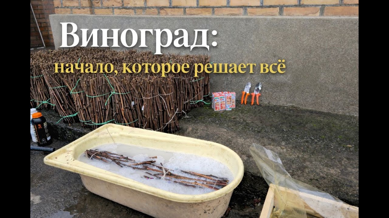 Виноград : начало которое решает всё