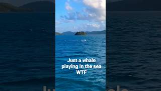 wow #shorts #short #subscribe #sub #youtube #youtuber #whale #wow #animals #omg #crazy #2023 #sea