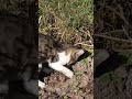 【番外編】穴掘りを実演する子猫　#野良猫
