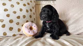 Cocker Spaniel puppies  8 weeks old