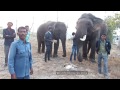 TRAINER OF THE WILD BEASTS : MEET THE MAN WHO TRAINED THE WILD ELEPHANTS