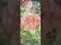 秋天中的栾树，开满如粉色的元宝，也是一种喜悦……#捕捉身边的美 #属于秋天的颜色 #生活处处是风景