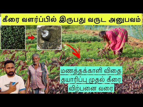 மணத்தக்காளி கீரை விதை தயாரிப்பு முதல் விற்பனை வரை/how to grow sukutti keerai in garden