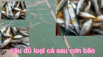Câu cá ngân và nhiều loại cá sau cơn bão noru .bội thu cá nhồng