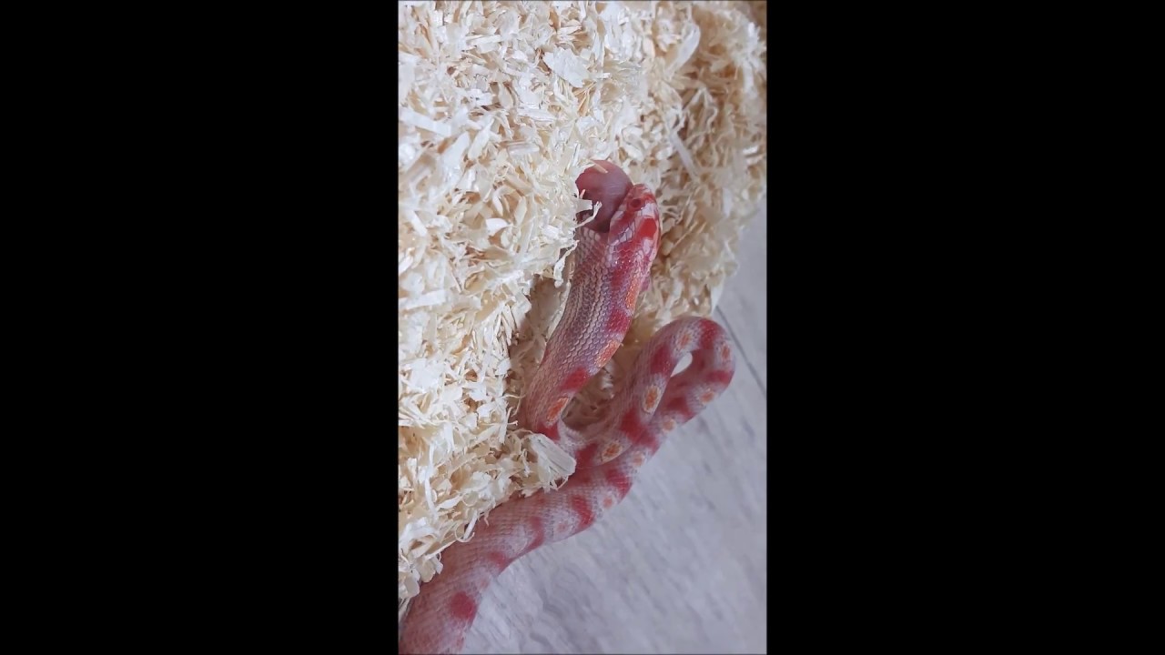 video phone beyonce mp3 콘스네이크 애완뱀 (리버스 오키티) 밥먹기 reverse okeetee corn snake feeding time
