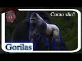 Como são os GORILAS?